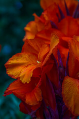 Deep orange Canna Lily blooms in autumn.