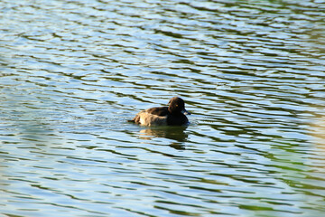 wild ducks on the lake near danube river in Germany