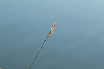 grass and leaves silhouette at sunset near the river