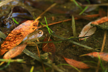 Swamp vegetation at golden hour sunset. little frog emerging from water
