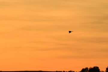 bird silhouette in flight at sunset