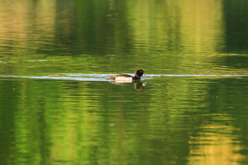 wild ducks on the lake near danube river in Germany