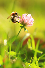 A bumblebee polinating Trifolium pratense, the red clover