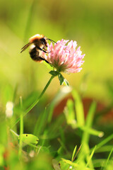 A bumblebee polinating Trifolium pratense, the red clover