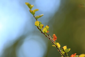 autumn tree branches details on a blurred blue sky