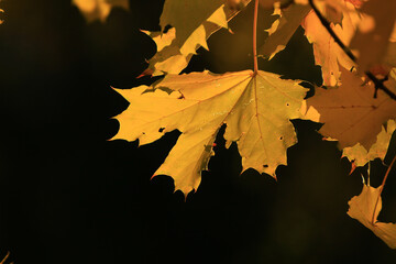 Beautiful autumn landscape with colorful foliage in the park.