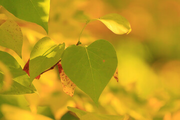Beautiful autumn landscape with colorful foliage in the park.