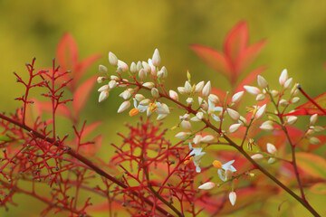 Background of white buds near red branches ,seasonal floral nature background