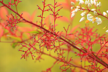 Background of white buds near red branches ,seasonal floral nature background