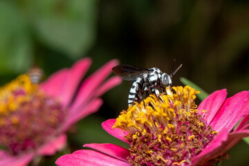 Picture of bee or honeybee on the violet purple or pink flower.