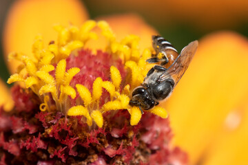 Picture of bee or honeybee on the Red purple flower or orange flower.
