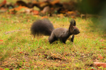 Naklejka na ściany i meble european red squirrel eating nuts in the park