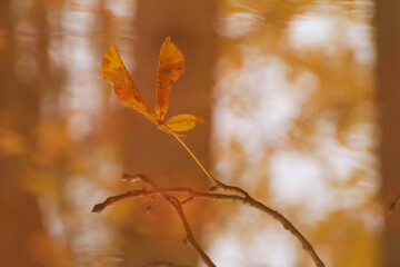 abstract image of autumn branches and leaves reflected in a pond