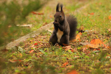 Naklejka na ściany i meble european red squirrel eating nuts in the park