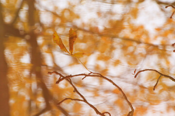 abstract image of autumn branches and leaves reflected in a pond