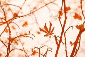 abstract image of autumn branches and leaves reflected in a pond