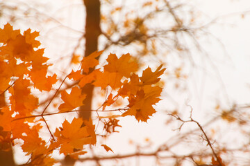 abstract image of autumn branches and leaves reflected in a pond