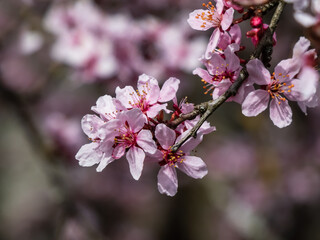 Beautiful close-up of delicate pink blooming flowers of Sargent's cherry or North Japanese hill cherry (Cerasus sargentii (Rehder) or Prunus sargentii) in spring. Amazing floral scenery