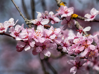 Beautiful close-up of delicate pink blooming flowers of Sargent's cherry or North Japanese hill cherry (Cerasus sargentii (Rehder) or Prunus sargentii) in spring. Amazing floral scenery