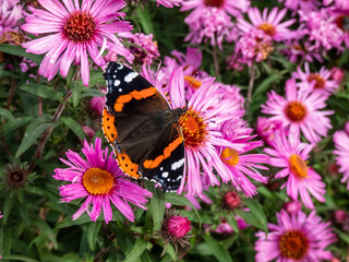 Dorsal view of medium sized butterly The red admiral (Vanessa atalanta) with black wings, red bands, and white spots sitting on pink flower in garden
