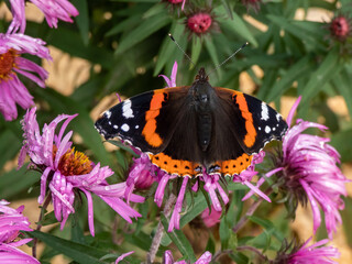 Dorsal view of medium sized butterly The red admiral (Vanessa atalanta) with black wings, red bands, and white spots sitting on pink flower in garden