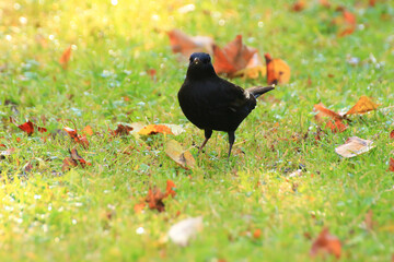 Common Blackbird (Turdus merula) Eurasian Blackbird on a tree branch