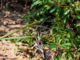 Close-up of the medium-sized dragonfly - the Common clubtail (Gomphus vulgatissimus). Dragonfly is black with extensive yellow markings and green eyes with green background