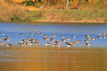 wild ducks on the lake near danube river in Germany