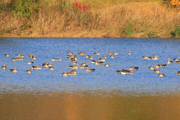 wild ducks on the lake near danube river in Germany