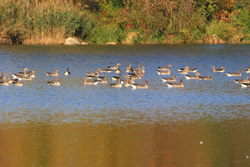 wild ducks on the lake near danube river in Germany
