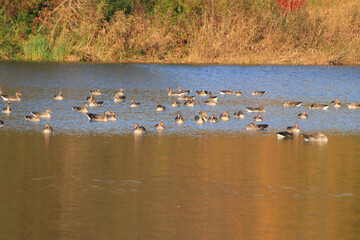 wild ducks on the lake near danube river in Germany