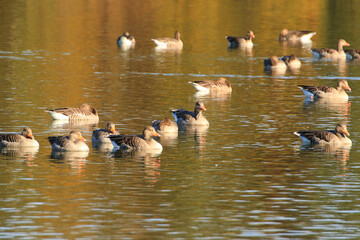 wild ducks on the lake near danube river in Germany
