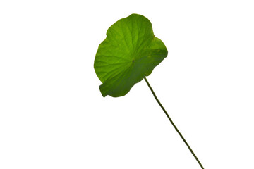 Lotus leaf on a white background