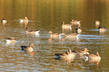 wild ducks on the lake near danube river in Germany
