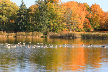 wild ducks on the lake near danube river in Germany