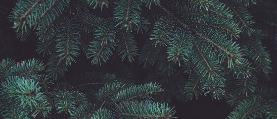 Beautiful Christmas banner Background with green fir tree brunch close up. Copy space, trendy moody...