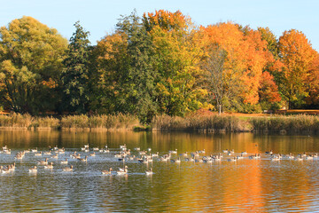 Obraz premium wild ducks on the lake near danube river in Germany
