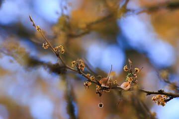Beautiful autumn landscape with colorful foliage in the park.