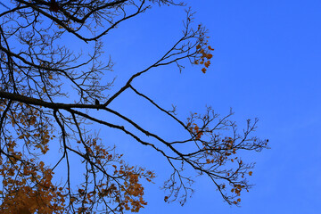 Silhouete of a bird sitting on a tree branch at sunset