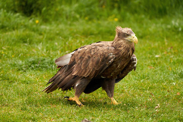 A detailed bald eagle walks in the green grass. The large brown bird of prey looks around