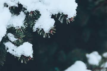 Beautiful Christmas Background with snow covered green pine tree brunch close up. Copy space, trendy moody dark toned design. Vintage December wallpaper. Natural winter holiday forest backdrop