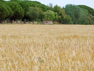Wheat field in summer, with a pine forest in the background.