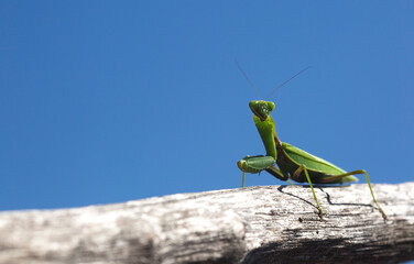 Insect green mantis on a tree against a blue sky close-up