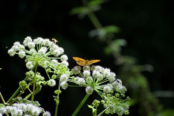 Close-up of a butterfly perched on a green and white plant