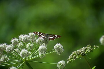 Close-up of a butterfly perched on a green and white plant