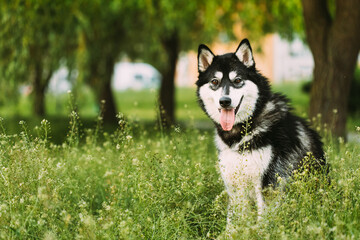 Husky Dog Sit In Summer Greeen Grass. Funny Lovely Pet Dog