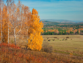 Fototapeta premium Warm autumn landscape on a sunny day