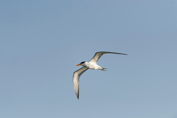 Royal Tern