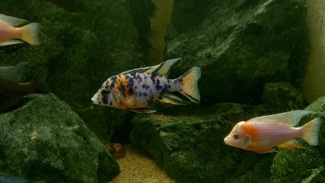 Cyrtocara moorii, commonly known as the humpback, is a species of haplochromic cichlid. Characterized by a mild character. It feeds on zoobenthos of sandy soil