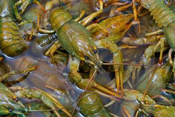 Live crawfish crawl in the water